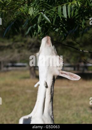 Une chèvre blanche atteignant jusqu'à un arbre pour manger les feuilles. Banque D'Images