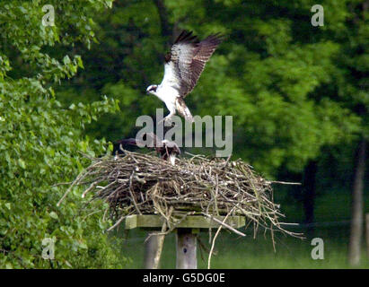 Rutland Oprey nest Banque D'Images