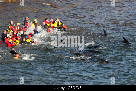 Les membres des services d'urgence tentent de renflouer les baleines pilotes après qu'elles aient été décapitées près de Pittenweem au large de la côte de Fife. Banque D'Images