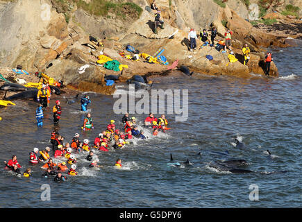 Les membres des services d'urgence tentent de renflouer les baleines pilotes après qu'elles aient été décapitées près de Pittenweem au large de la côte de Fife. Banque D'Images