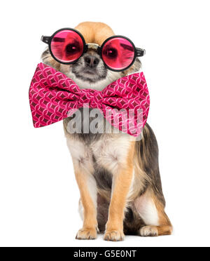 Chihuahua portant des lunettes rondes et un nœud papillon in front of white background Banque D'Images