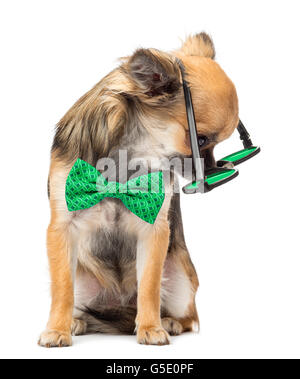 Chihuahua portant des lunettes rondes et un noeud papillon, assis et regardant vers le bas contre l'arrière-plan blanc Banque D'Images