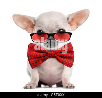 Chihuahua chiot portant des lunettes et une cravate d'arc isolated on white Banque D'Images