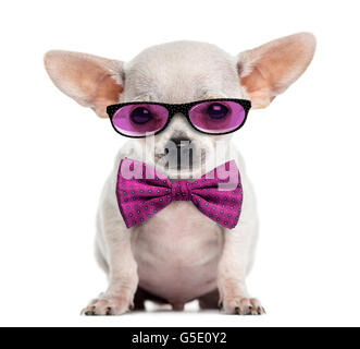 Chihuahua chiot portant des lunettes et une cravate d'arc isolated on white Banque D'Images