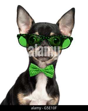 Close-up d'un chihuahua chiot portant des lunettes et une cravate d'arc isolated on white Banque D'Images
