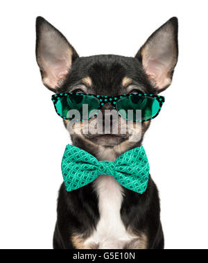 Close-up d'un chihuahua chiot portant des lunettes et une cravate d'arc isolated on white Banque D'Images