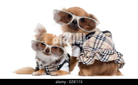 Deux Chihuahuas habillé à côté de l'autre portant des lunettes, isolated on white Banque D'Images