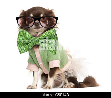 Dressed-up Chihuahua portant des lunettes et un noeud papillon, isolated on white Banque D'Images