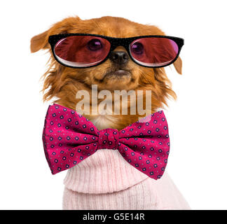 Close-up d'un mixed-breed Chihuahua portant des lunettes et un noeud papillon, isolated on white Banque D'Images
