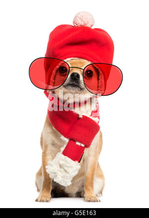 Chihuahua wearing christmas hat, foulard et lunettes assis, isolated on white Banque D'Images