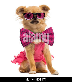 Chihuahua chiot portant un chandail rose, des lunettes et un noeud papillon Banque D'Images