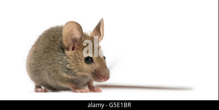 Souris en bois devant un fond blanc Banque D'Images