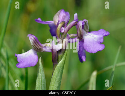 Green-winged Orchid - Anacamptis morio Close up de fleur pourpre Banque D'Images