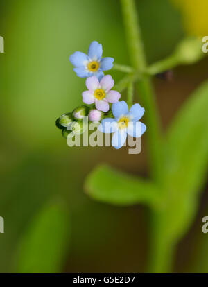 Water forget-me-not - Myosotis scorpioides une zone humide Forgetmenot Banque D'Images