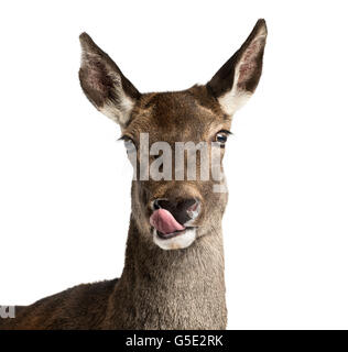 Close-up of red deer devant un fond blanc Banque D'Images