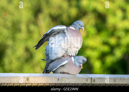 Les deux pigeons bois sur une clôture métallique dans la forêt Banque D'Images