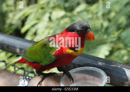 Lorikeet rouge, le Parc ornithologique de Jurong, à Singapour Banque D'Images