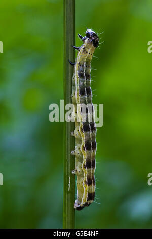 Grand papillon blanc, le chou blanc ou le chou (Pieris brassicae), Caterpillar Banque D'Images