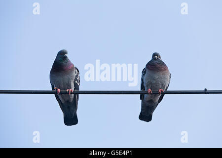 Pigeons domestiques (Columba livia forma domestica), perché sur une ligne d'alimentation Banque D'Images