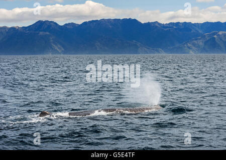 Le cachalot (Physeter macrocephalus) soufflage, kaikoura, île du Sud, Nouvelle-Zélande Banque D'Images