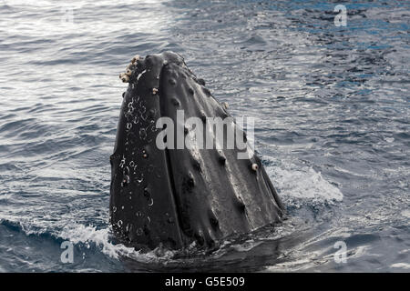 Baleine à bosse (Megaptera novaeangliae) avec les balanes (Balanus sp.), les espèces Spy-hopping, Queensland, Pacifique Banque D'Images