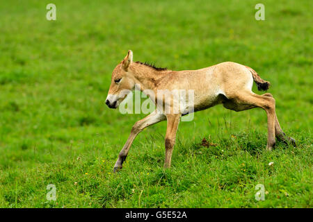 Jeune cheval de Przewalski (Equus ferus przewalskii), poulain saute au-dessus de pré, captive, Canton de Zurich, Suisse Banque D'Images