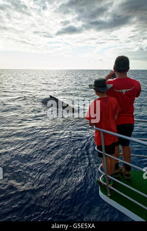 L'homme et l'enfant sur un bateau regarder la baleine à bosse (Megaptera novaeangliae), Mooloolaba, Queensland, Australie, Pacifique Banque D'Images