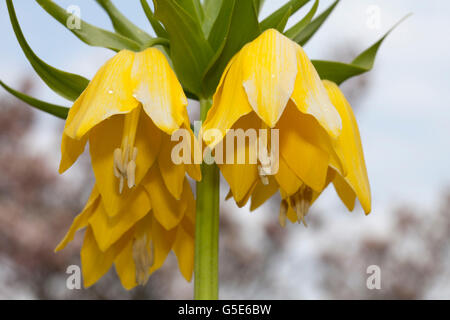 Couronne impériale ou de la Couronne du Kaiser (Fritillaria imperialis L. lutea maxima), jaune, fleurs, Jardin botanique de Bochum Banque D'Images