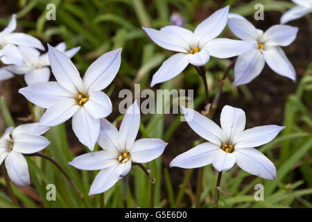 Star du printemps ou au printemps la trientale boréale (Ipheion uniflorum n), le Jardin Botanique, Bochum, Rhénanie du Nord-Westphalie Banque D'Images