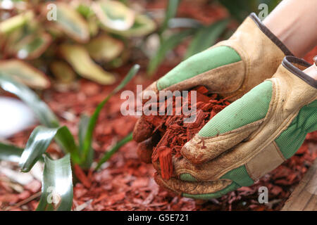 Le paillage du jardin avec des copeaux de bois de cèdre rouge Banque D'Images