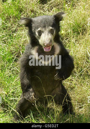 Le zoo de Londres a montré qu'il s'agit d'une nouvelle attraction, une femelle Sloth Bear cub.Pas encore nommé, il est né le 4 février 2001, il a presque six mois et pèse environ 8-10 kilos.La mère Lanka et son cub sont originaires du Sri Lanka et du sous-continent indien.*le zoo de Londres est le seul endroit où vous pouvez voir cette espèce en voie de disparition au Royaume-Uni, et la naissance est un énorme coup de pouce au programme de reproduction (EEP). Banque D'Images