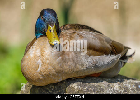 Canard à Slimbridge kaki Campbell Banque D'Images