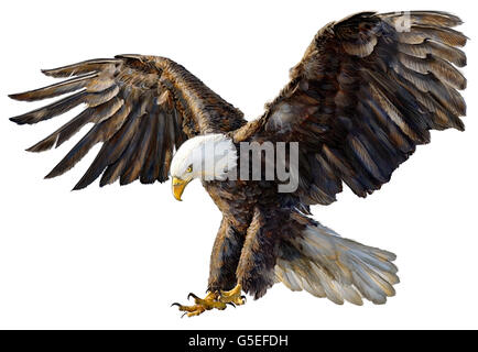 Bald Eagle flying part dessiner et peindre la couleur sur fond blanc illustration. Banque D'Images