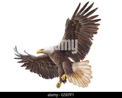 Bald Eagle flying part dessiner et peindre la couleur sur fond blanc illustration. Banque D'Images