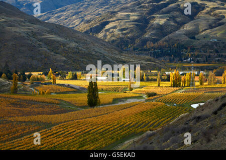 Couleurs d'automne, Felton Road Vineyard, Bannockburn, près de Cromwell, Central Otago, île du Sud, Nouvelle-Zélande Banque D'Images