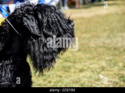 Black Russian Terrier Banque D'Images