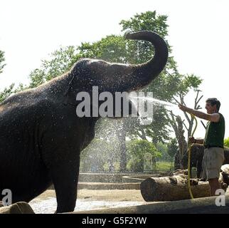 Layang-Layang, un éléphant malaisien qui reçoit une douche de son gardien, Jim Robson au zoo de Londres alors que les températures ont grimpé dans la capitale.Les températures devraient monter à 29 degrés Celsius (84F) dans le centre de Londres et dans le sud-est.* le temps chaud devait durer jusqu'à demain, avec un temps plus frais dans le 27/6/01.20/10/2001: Jim Robson, 40 ans, est mort après que l'éléphant qu'il s'occupait de lui a roulé sur lui et l'a écrasé.Il a été tué par l'énorme animal au zoo de Londres, Regent's Park, et a volé en hélicoptère jusqu'à l'hôpital Royal Free de Pond Street, mais il est décédé peu après Banque D'Images