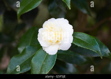 Camellia x williamsii 'Jury' fleur jaune. Banque D'Images