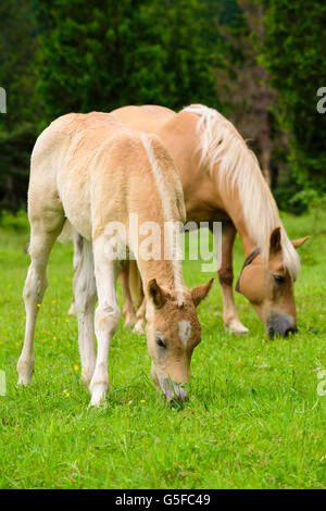 Cheval Haflinger avec poulain à Meadow Banque D'Images