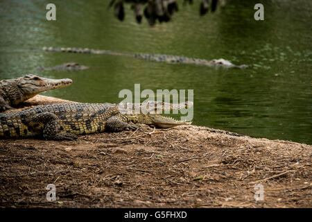 La ferme aux crocodiles dans la vallée du Jourdain, le long du lac en attente d'être nourri Banque D'Images