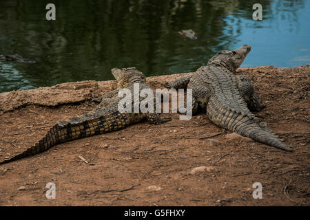 La ferme aux crocodiles dans la vallée du Jourdain Banque D'Images