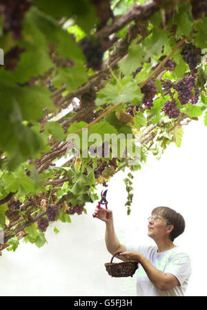 Hampton Court la vigne Banque D'Images