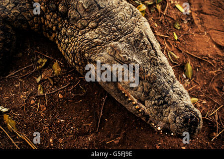 La ferme aux crocodiles dans la vallée du Jourdain Banque D'Images