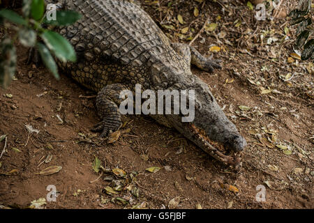 La ferme aux crocodiles dans la vallée du Jourdain Banque D'Images