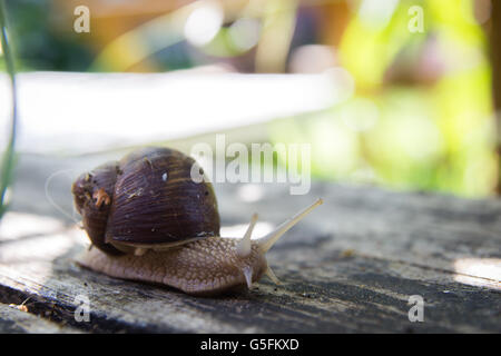 Gros escargot sur table en bois Banque D'Images