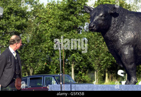 La Reine Mère Aberdeen Angus Banque D'Images