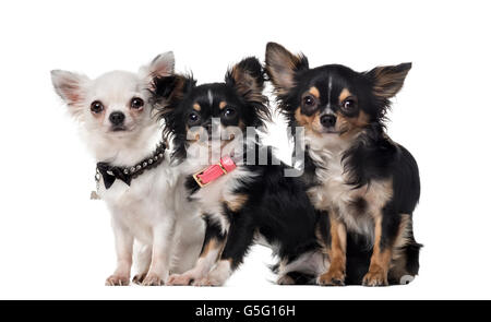 Trois Chihuahuas in front of white background Banque D'Images