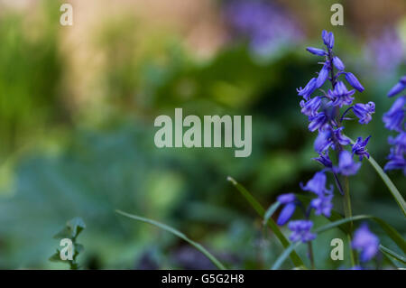 Bluebells aka Hyacinthoides, Endymion non-scriptus Scilla ou non-scripta est une plante vivace bulbeuse Banque D'Images