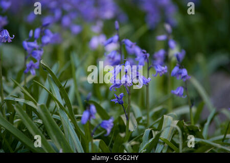 Bluebells aka Hyacinthoides, Endymion non-scriptus Scilla ou non-scripta est une plante vivace bulbeuse Banque D'Images