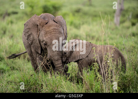 Les jeunes éléphants câlins, Serengeti, Tanzanie Banque D'Images